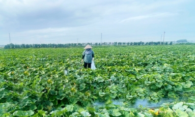  Bắc Ninh: Các địa phương chủ động ứng phó với bão số 9, bảo vệ sản xuất nông nghiệp